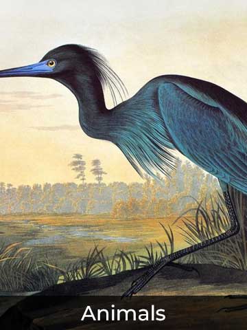 Illustration of a blue heron standing in a grassy marshland with a golden sky and distant trees in the background.